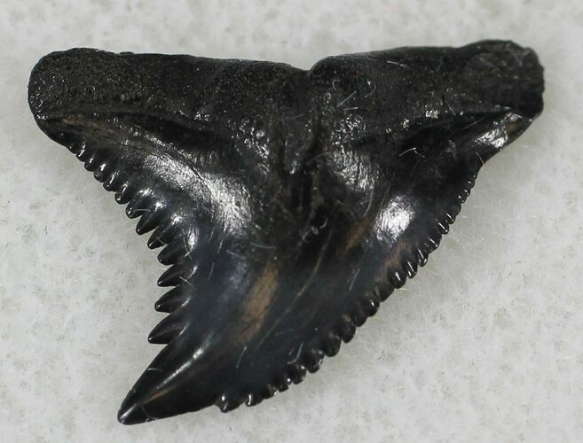 Hemipristis Shark Tooth - South Carolina #24308